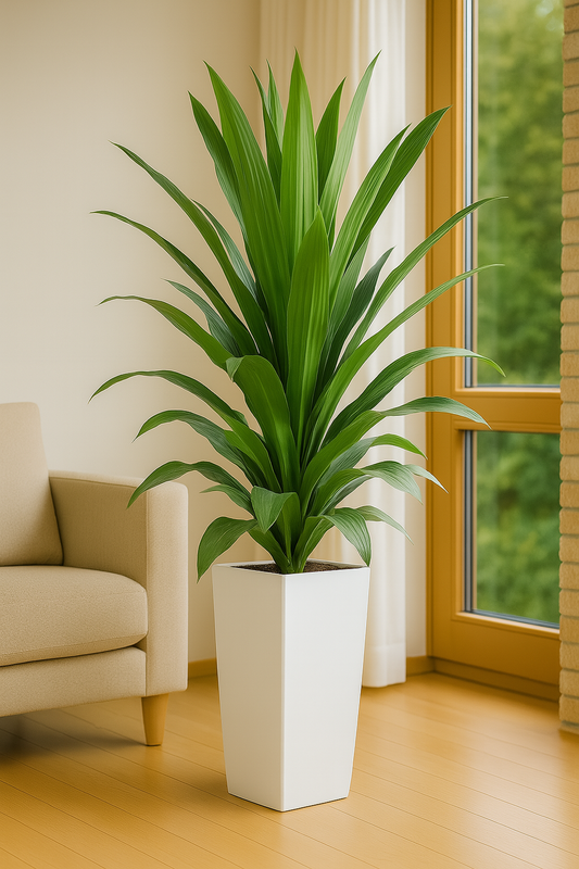 TropenTraum™- Künstliche Dracaena-Pflanze
