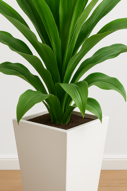 TropenTraum™- Künstliche Dracaena-Pflanze