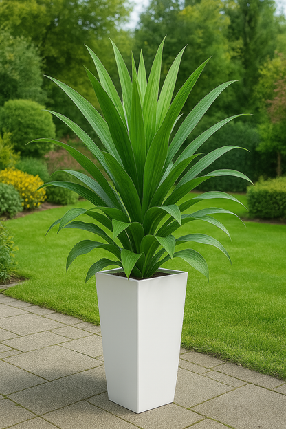 TropenTraum™- Künstliche Dracaena-Pflanze