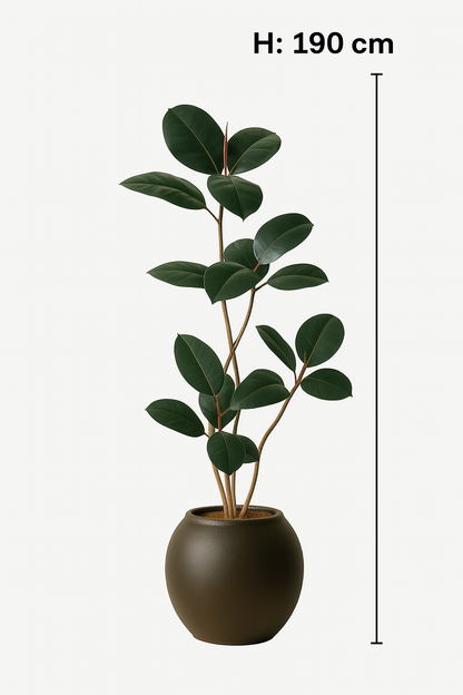 TropenTraum™ - Künstlicher Schwarz-Gold-Gummibaum