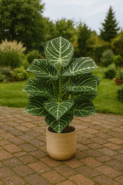 TropenTraum™- Künstliche Kristall-Anthurie