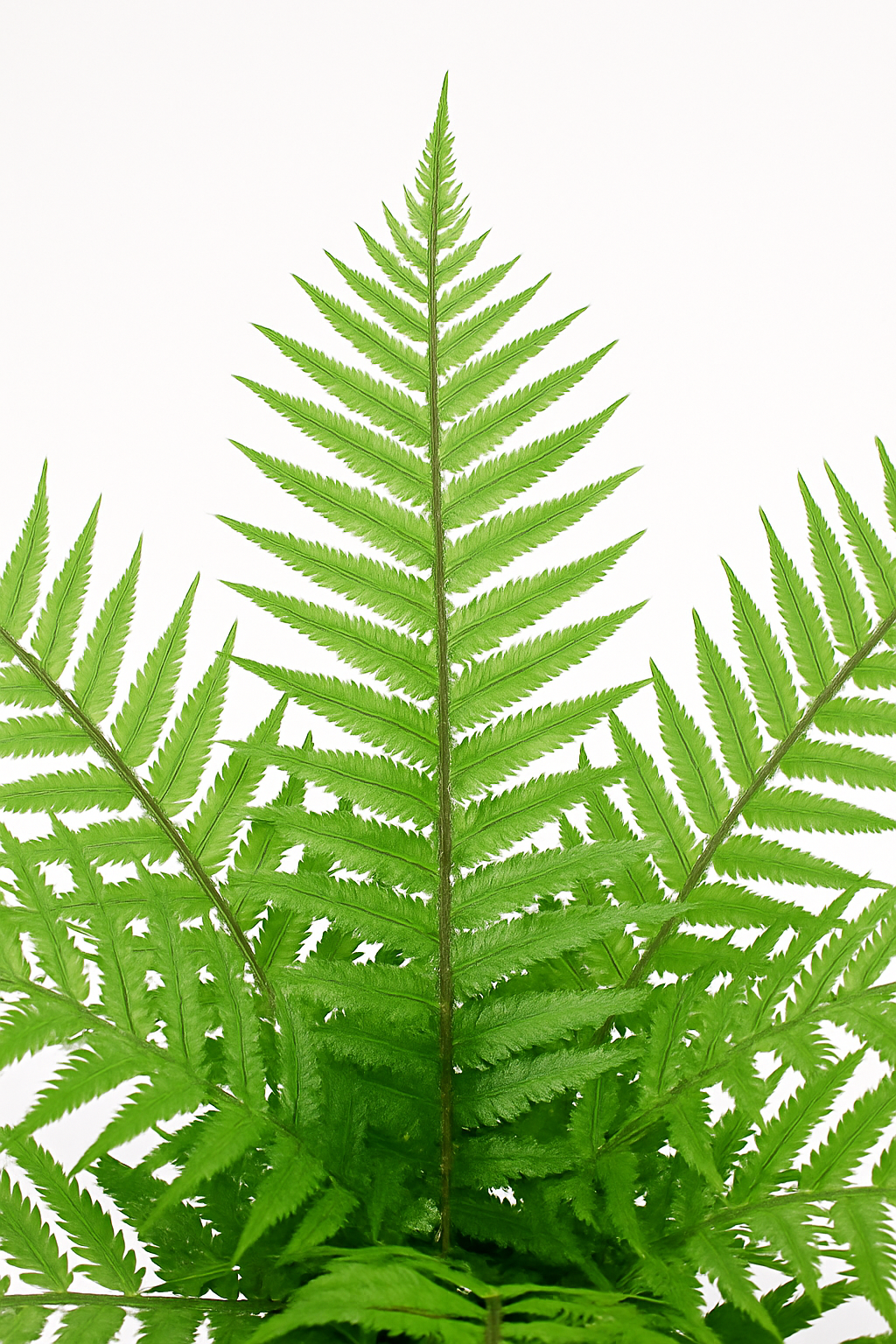 TropenTraum™- Künstliche Farnpflanze