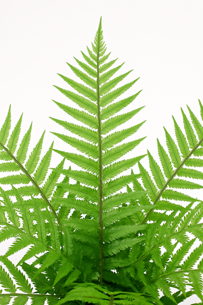 TropenTraum™- Künstliche Farnpflanze