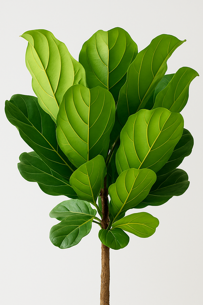 TropenTraum™- Künstliche Geigenbogen-Feigenbäume