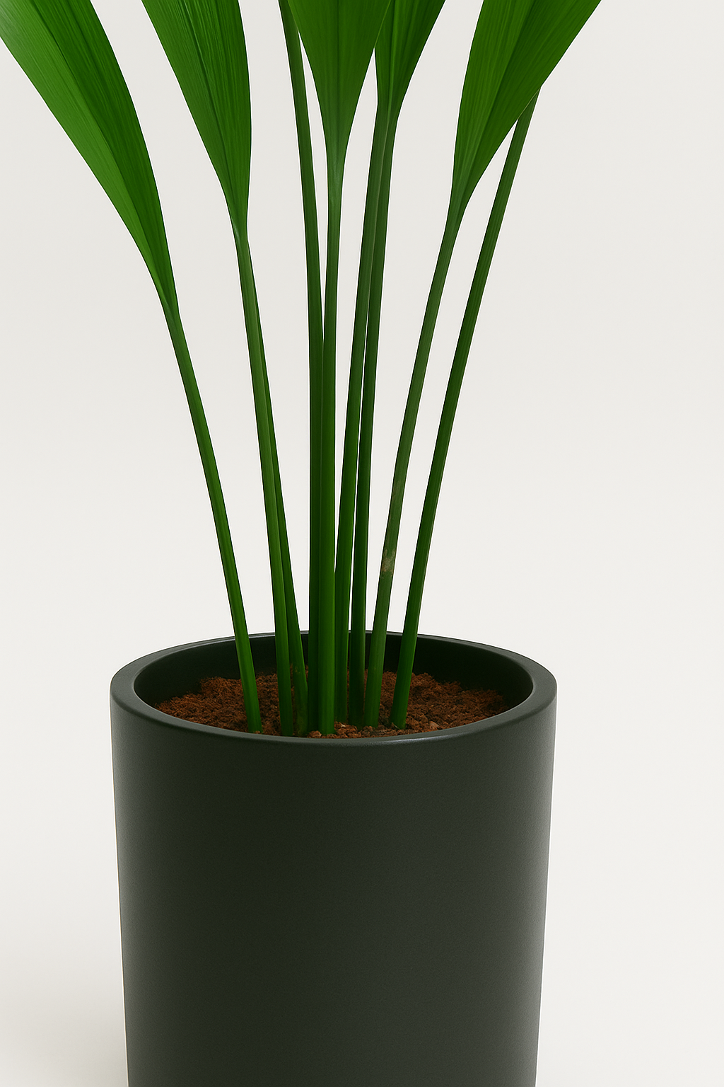 Ostgarten™- Grüne Blattlaus