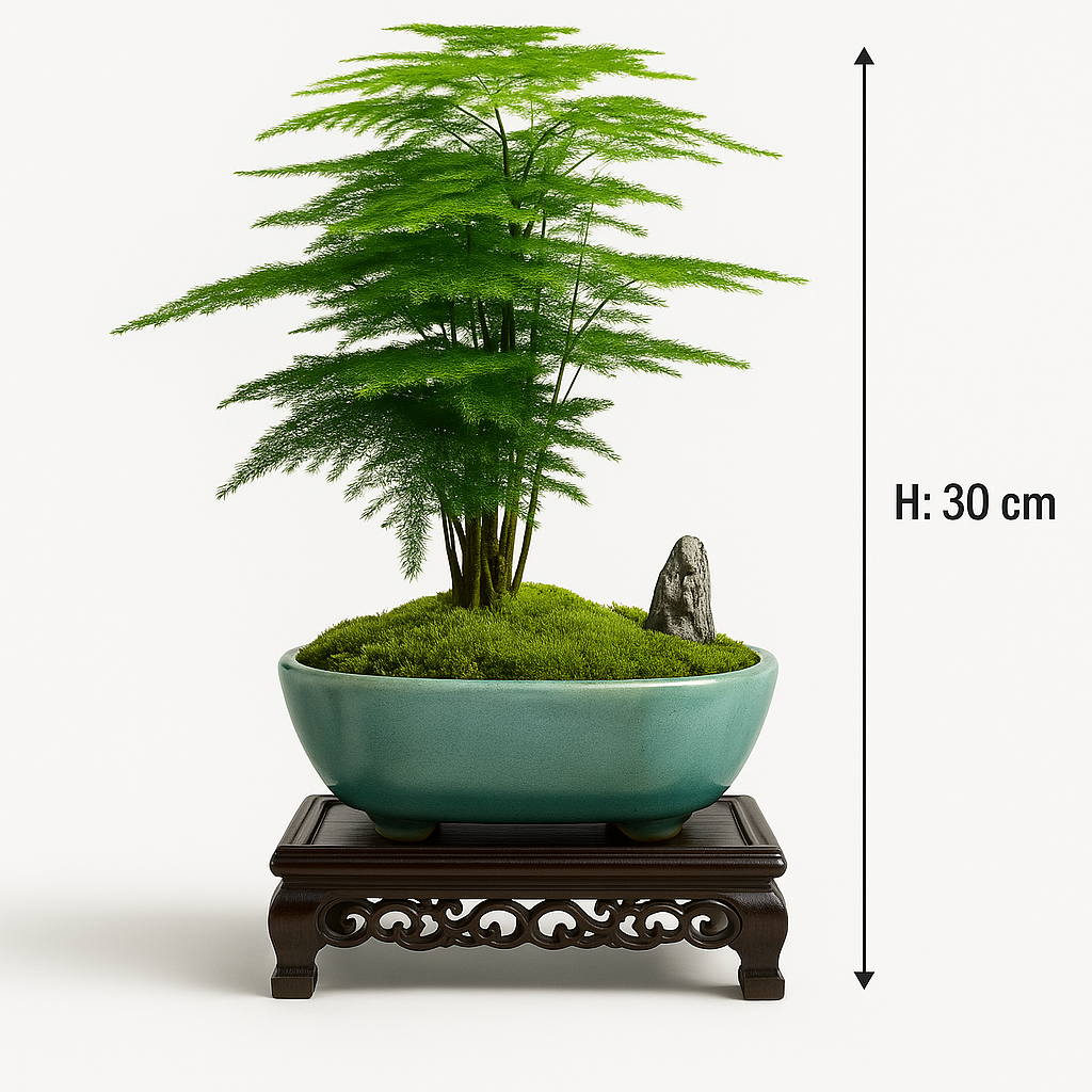 Ostgarten™- Künstlicher feiner Spargelfarn