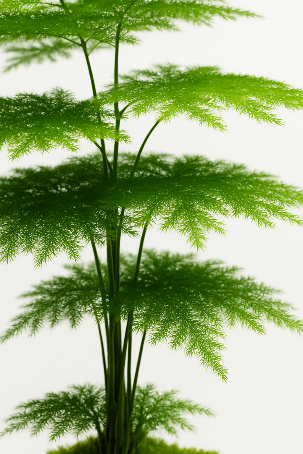 Ostgarten™- Künstlicher feiner Spargelfarn