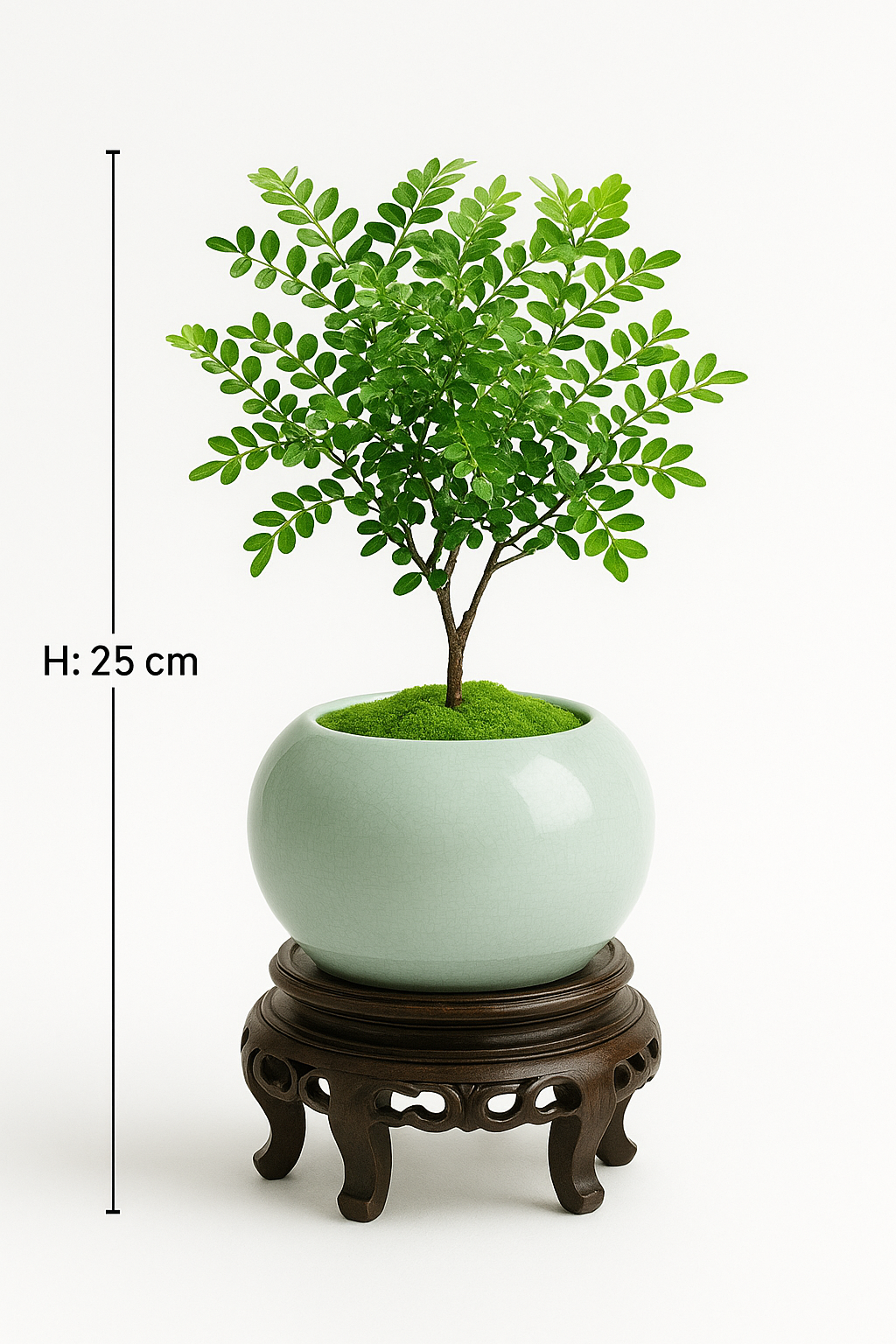 Ostgarten™- Künstliche kleine Algen