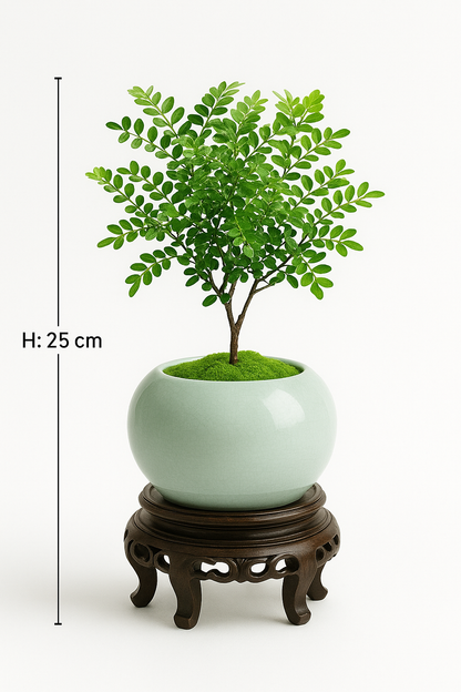 Ostgarten™- Künstliche kleine Algen