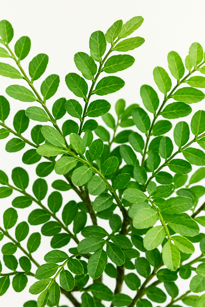 Ostgarten™- Künstliche kleine Algen