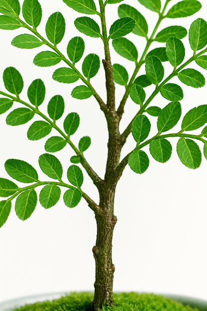 Ostgarten™- Künstliche kleine Algen