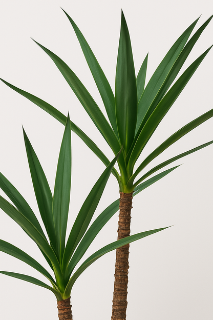 MediterraneOase™ - Ausdrucksstarke Yucca-Pflanze
