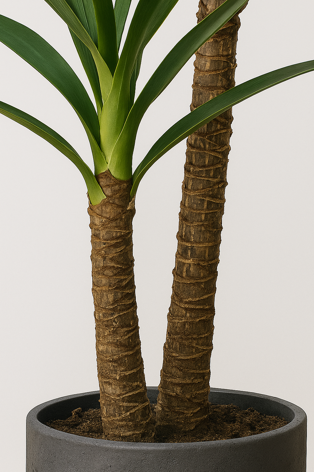 MediterraneOase™ - Ausdrucksstarke Yucca-Pflanze