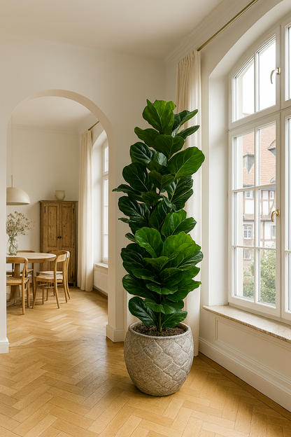 TropenTraum™ Künstliche Ficus-Pflanzen (150cm)