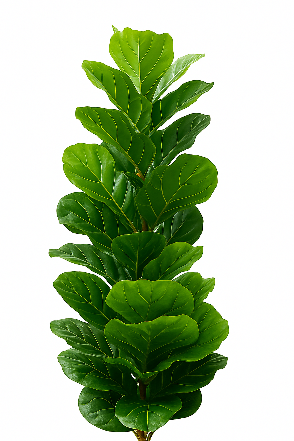 TropenTraum™ Künstliche Ficus-Pflanzen (150cm)