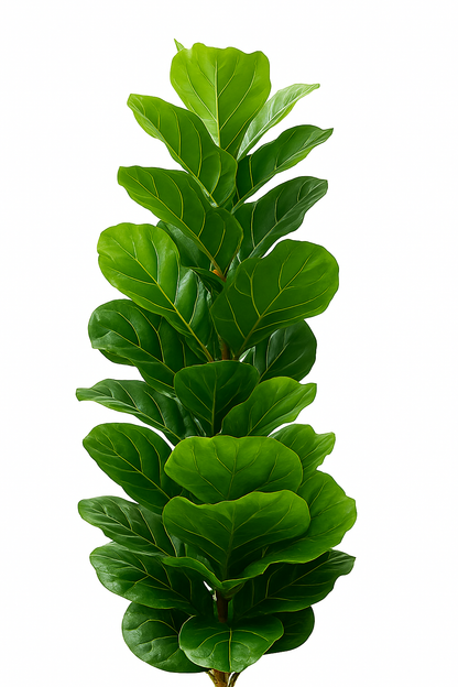 TropenTraum™ Künstliche Ficus-Pflanzen (150cm)