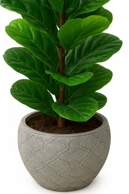 TropenTraum™ Künstliche Ficus-Pflanzen (150cm)