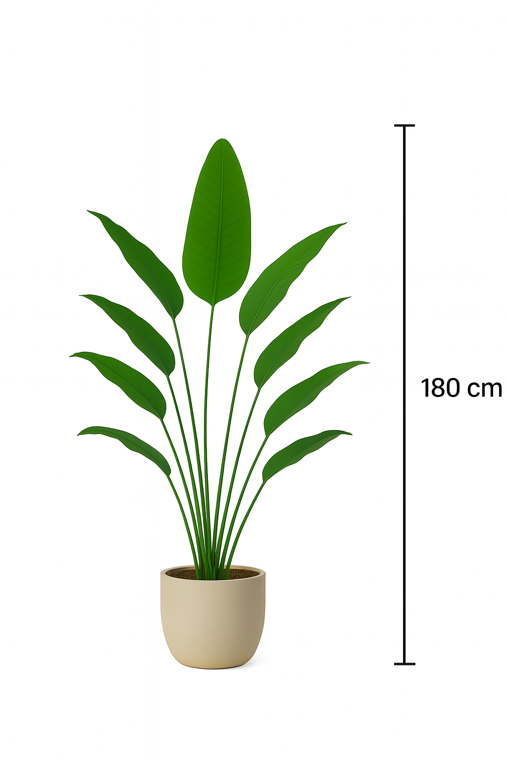 TropenTraum™ – Paradiesvogelblume