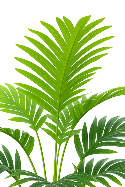 TropenTraum™- Laubbaum