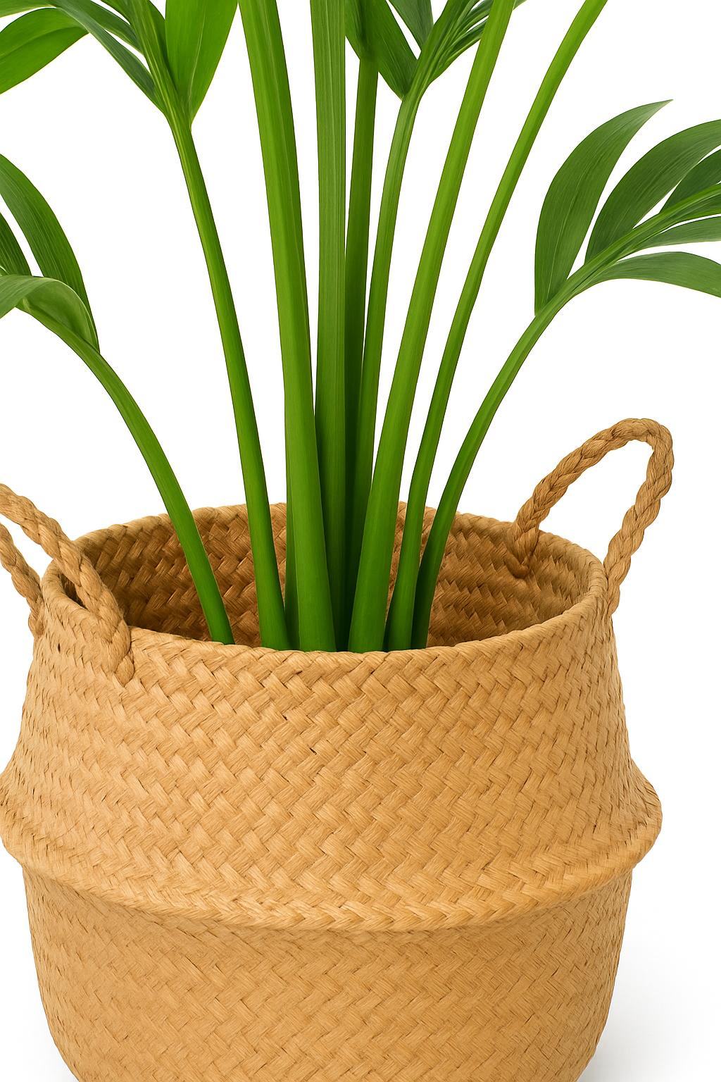 TropenTraum™- Laubbaum