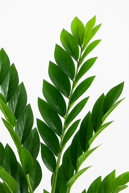 TropenTraum™   Künstliche Ficus-Pflanzen