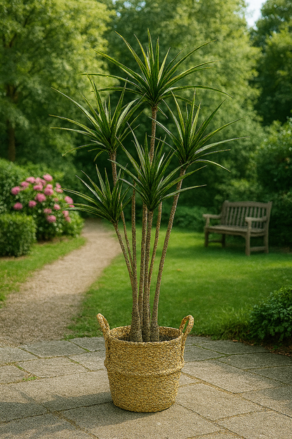 TropenTraum™- Künstliche Dracaena-Pflanzen