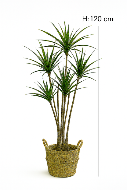 TropenTraum™- Künstliche Dracaena-Pflanzen