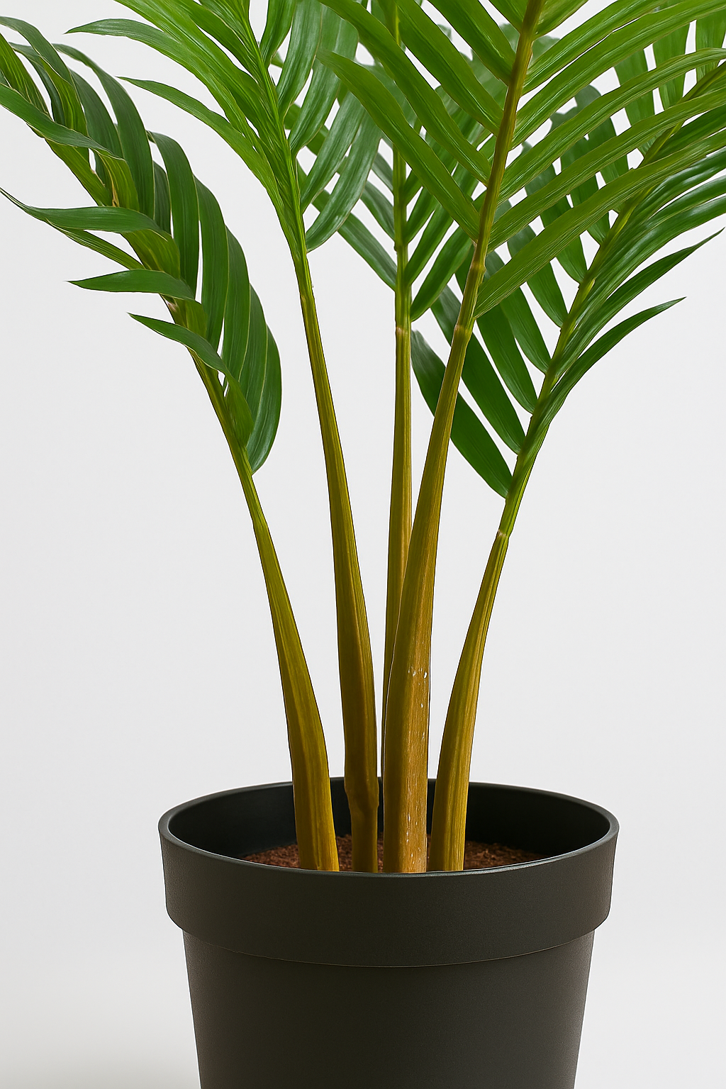 TropenTraum™- Künstlicher Palmenbaum