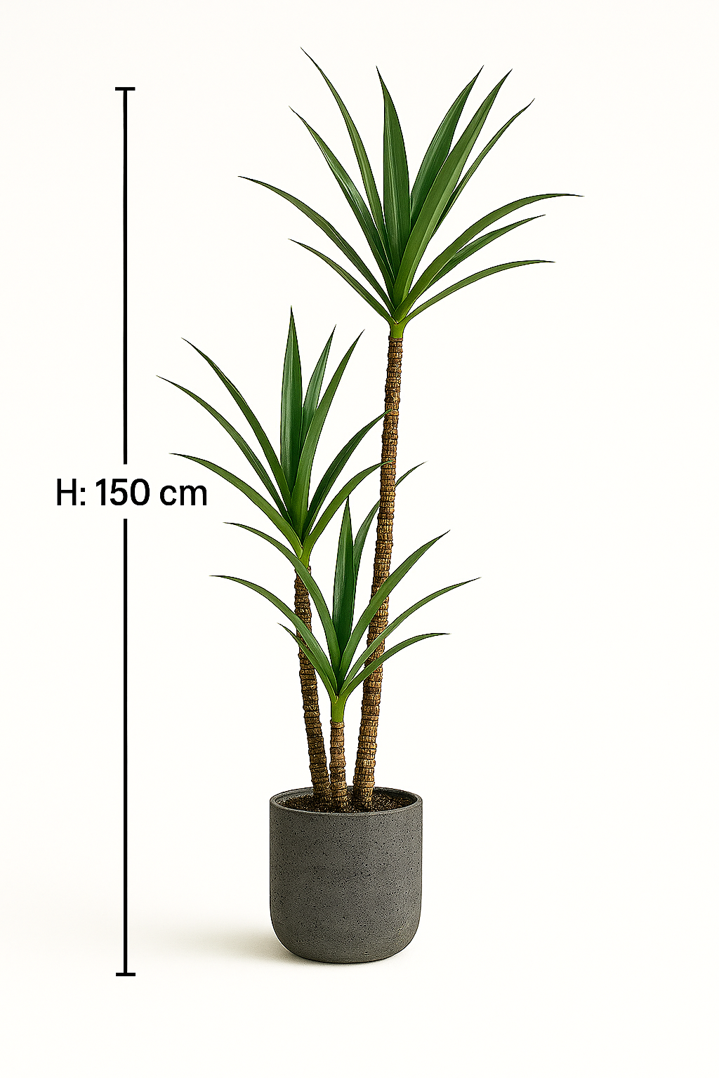 MediterraneOase™ - Ausdrucksstarke Yucca-Pflanze