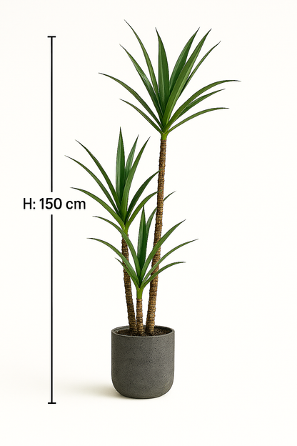 MediterraneOase™ - Ausdrucksstarke Yucca-Pflanze