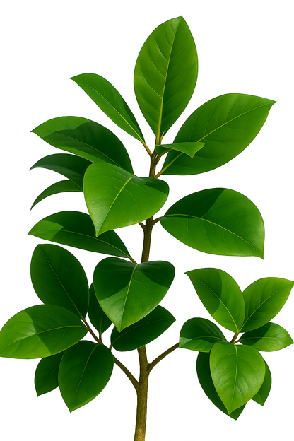 TropenTraum™- Künstlicher Ficus-Baum