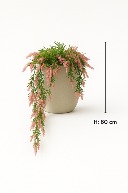 MediterraneOase™ - Calluna Vulgaris Hängepflanze