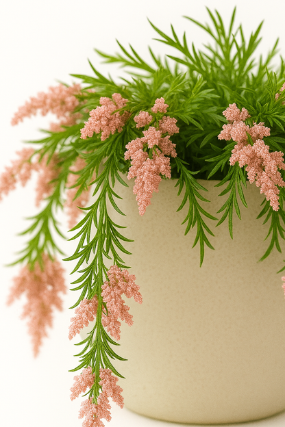 MediterraneOase™ - Calluna Vulgaris Hängepflanze