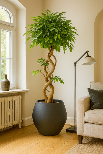 Ostgarten™- Ficus Künstlicher Baum mit gebogenem Stamm Pflanze