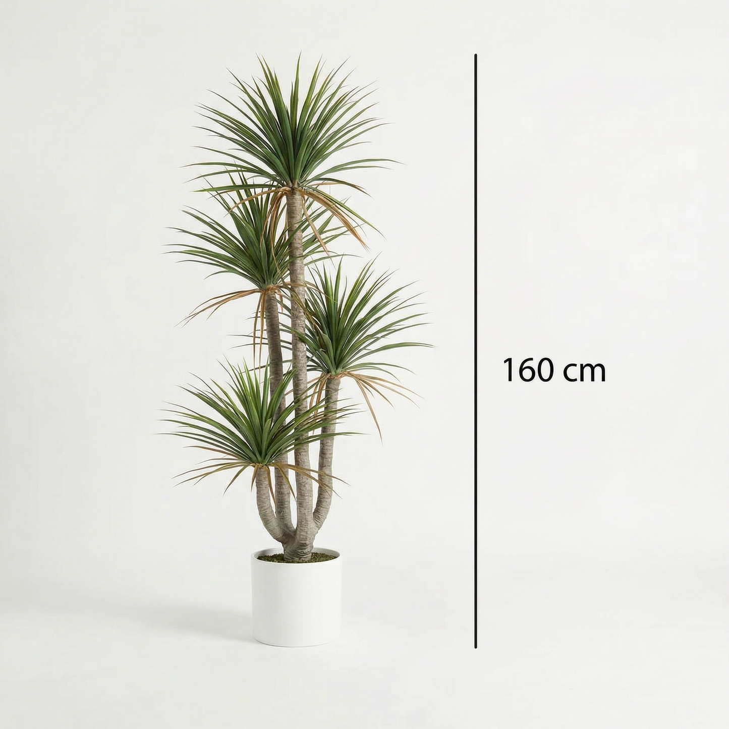 Künstliche Dracaena Marginata 160–230 cm