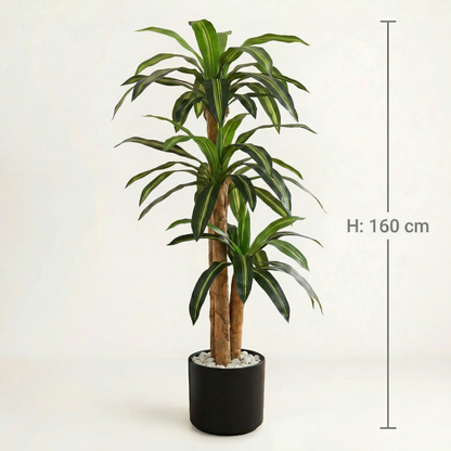 Künstliche Dracaena Massangeana 160 cm