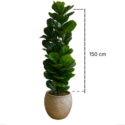 TropenTraum™ Künstliche Ficus-Pflanzen (150cm)